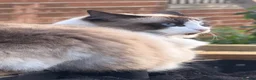 Ragdoll cats for sale: Beautiful ragdoll boy  - Advert 3