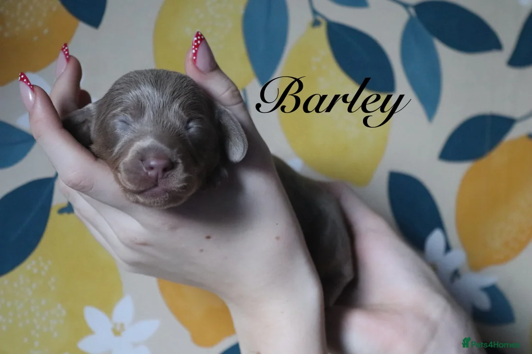 Miniature Dachshund dogs for sale: Mini Dachshunds❤️ - Advert 6