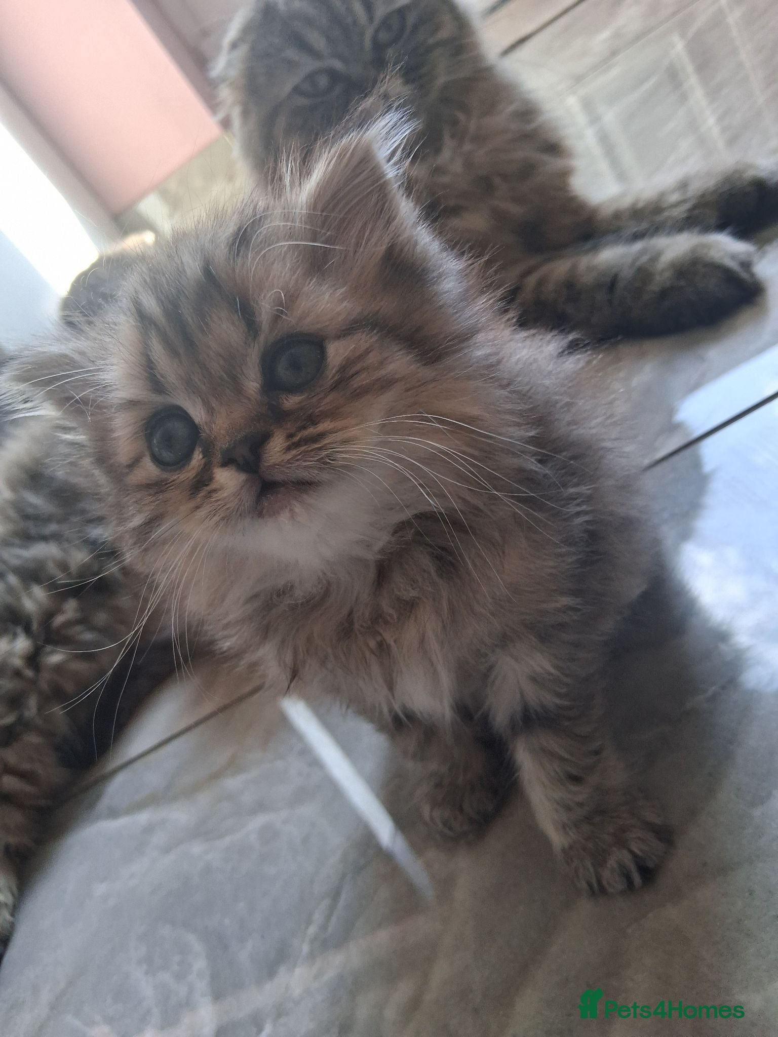 Scottish Fold cats Scottish fold kittens - Advert 2