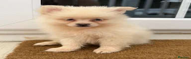 Pomeranian 3