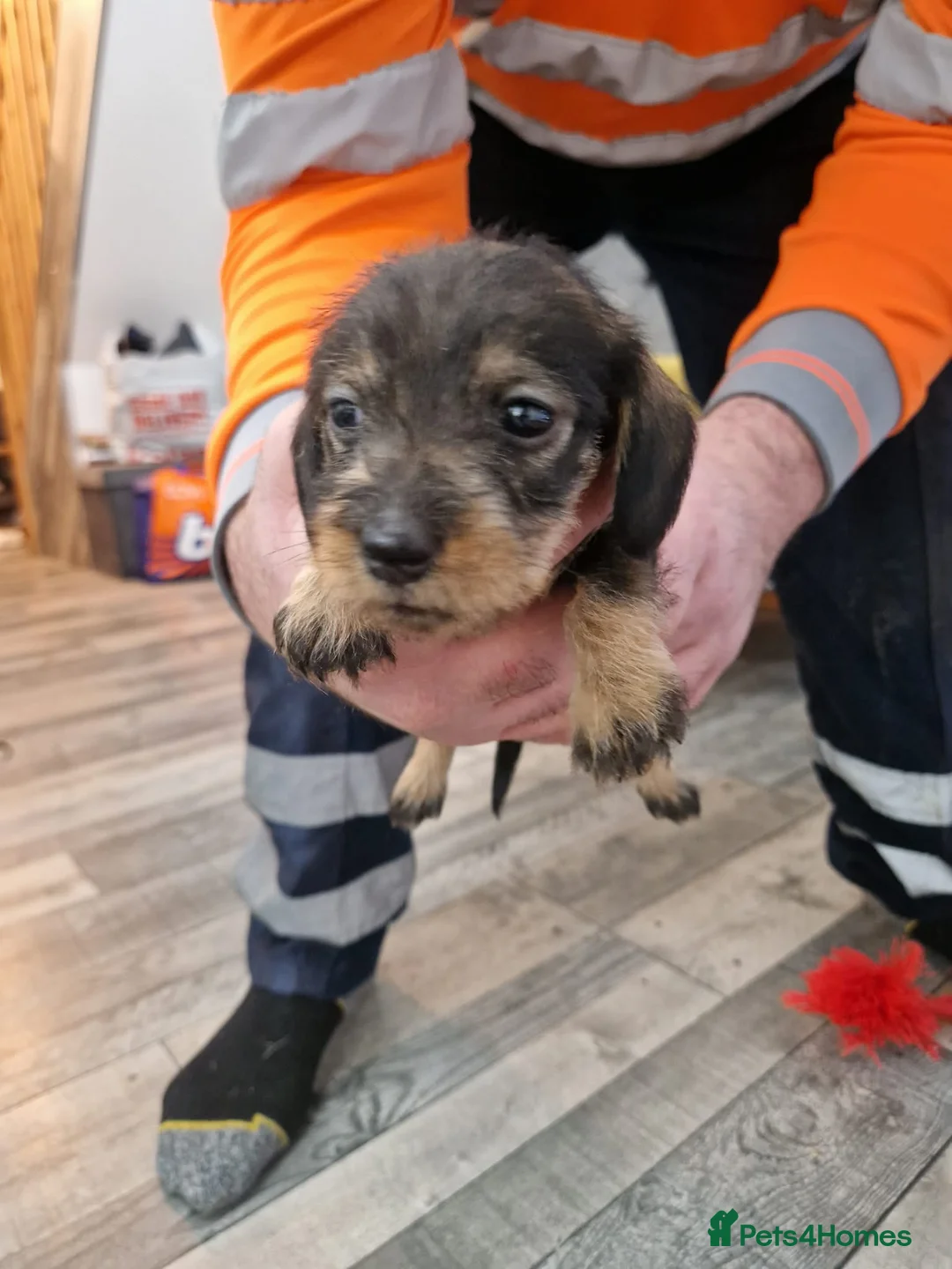 Dachshund dogs for sale: SOLD!Wirehaired daschund chocolate dappled  - Advert 22