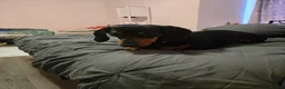 Miniature Dachshund dogs for sale: Miniture dashchounds - Advert 22