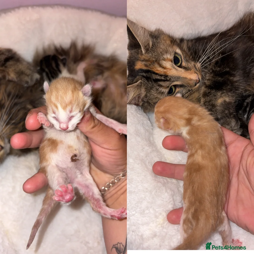 Mixed Breed cats for sale: Beautiful kittens of Duchess  in Worcester - Advert 2