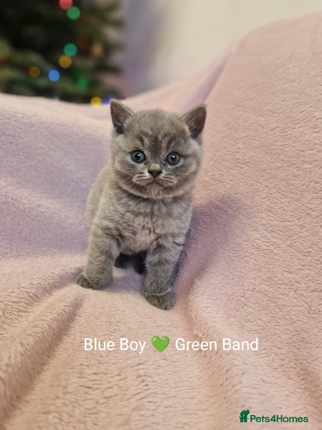 British Shorthair cats for sale: All Reserved Now. - Advert 14