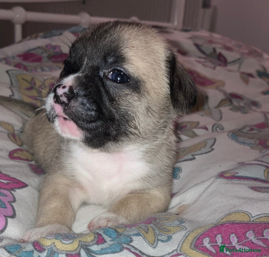 Mixed Breed dogs for sale: Beautiful French Bulldog x Pomchi Pups - Advert 11