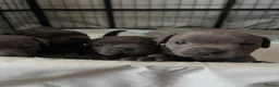 Staffordshire Bull Terrier dogs for sale: KC Registered Staffordshire Bull Terrier Puppies - Advert 3