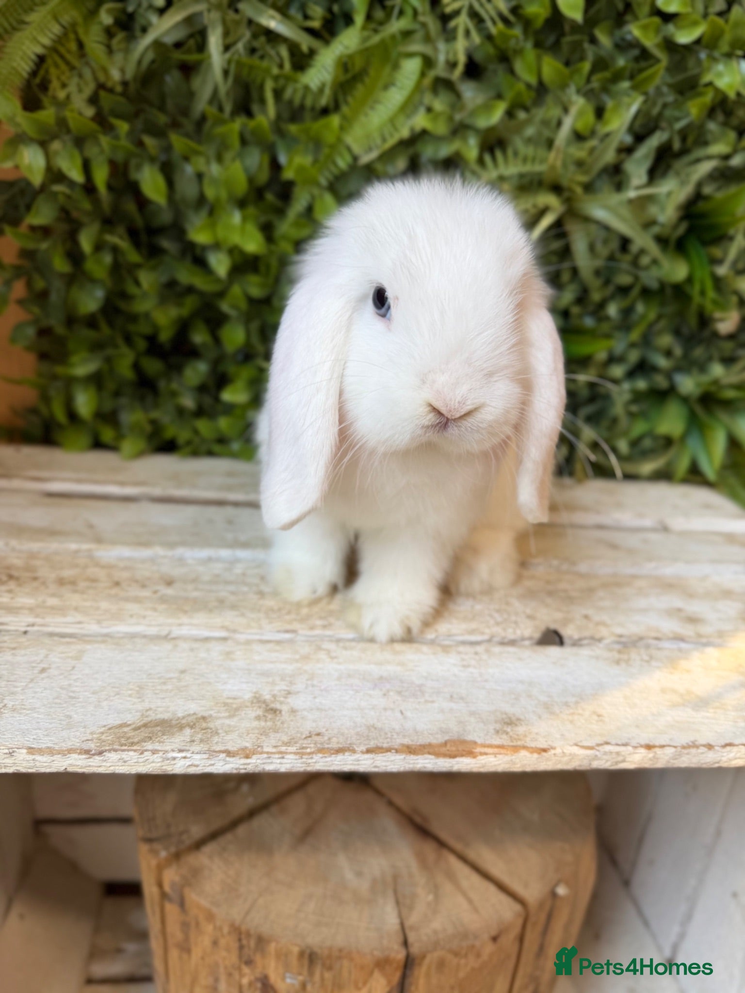 Mini Lop rabbits Mini lop boys  - Advert 1
