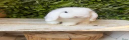 Mini Lop rabbits for sale: Mini lop boys  - Advert 1
