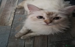 Ragdoll cats for sale: TICA Ragdoll Kittens (pet only)  - Image 12
