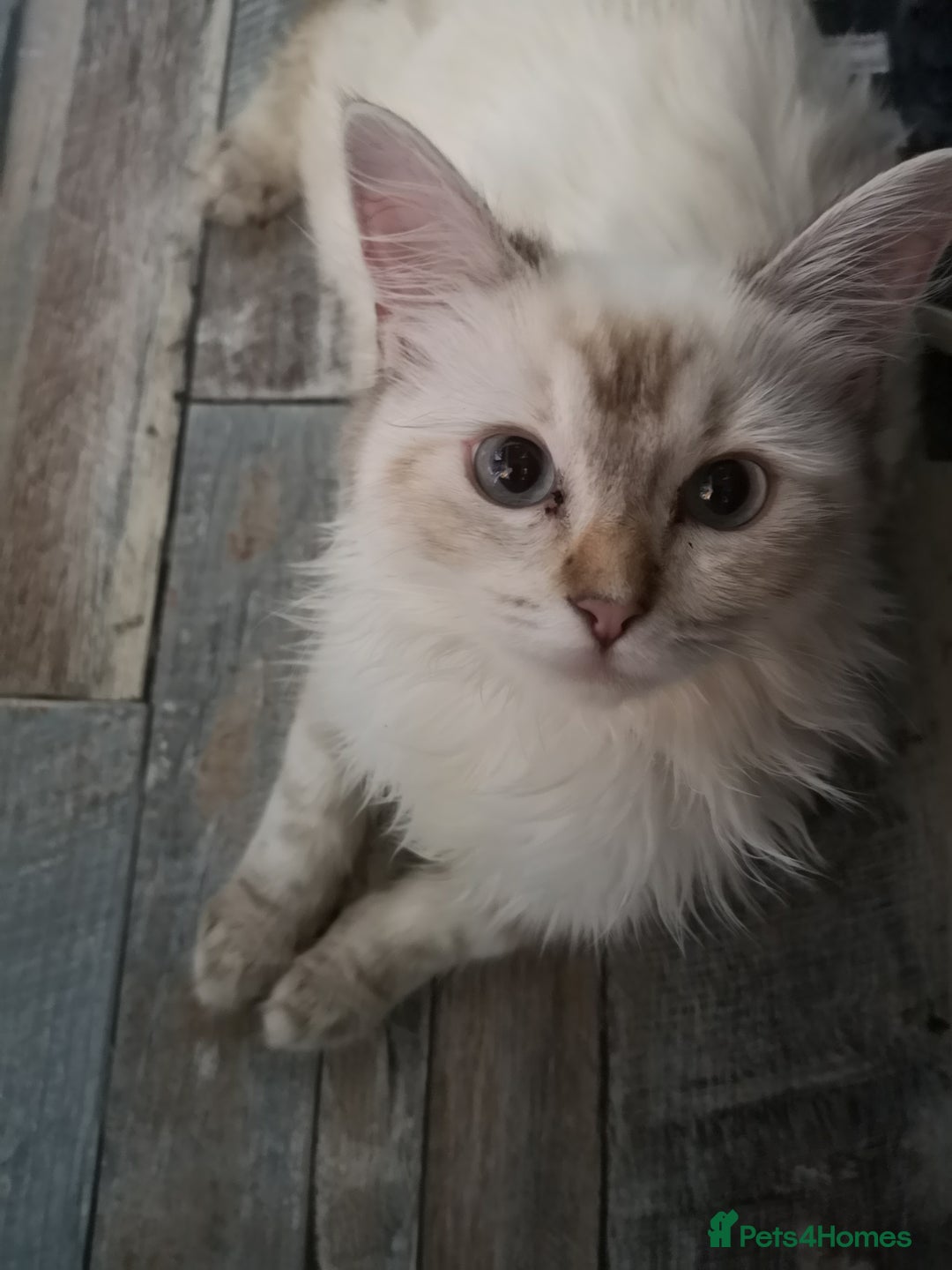 Ragdoll cats for sale: TICA Ragdoll Kittens (pet only)  - Image 12