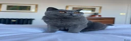 British Shorthair cats for sale: British shorthair boy, 1.6 years - Advert 10