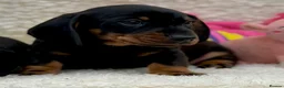 Dachshund dogs for sale: Gorgeous miniature dachshund puppies  - Advert 22
