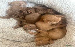 British Shorthair cats for sale: British shorthair kittens  - Image 22