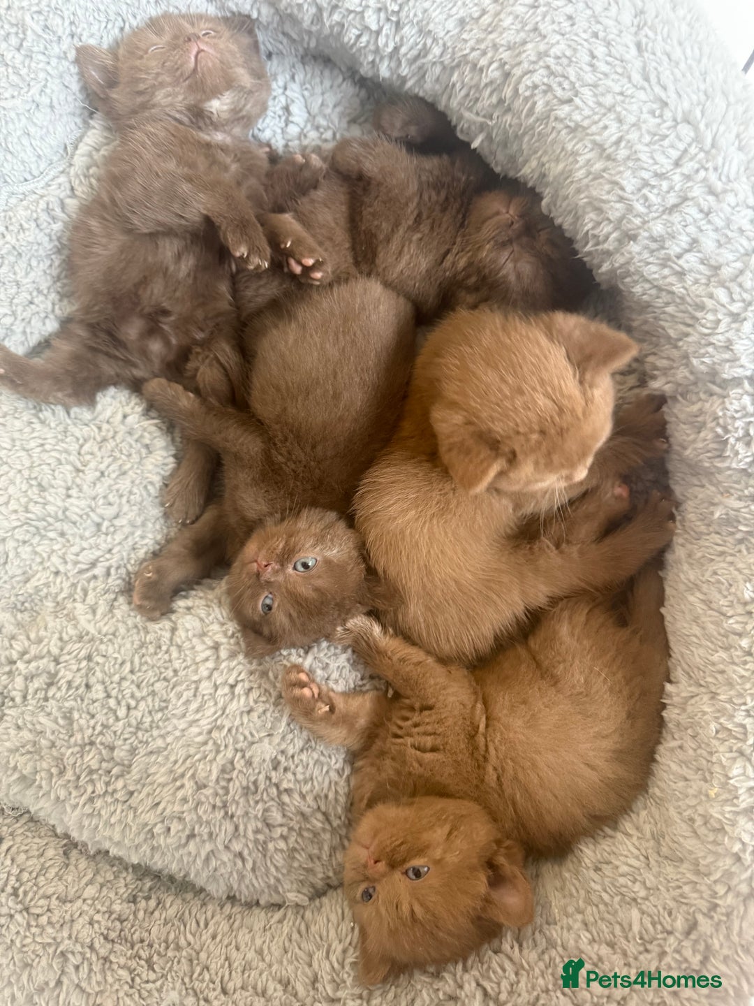 British Shorthair cats for sale: British shorthair kittens  - Image 22