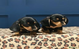 Miniature Dachshund dogs for sale: Short Haired Miniature Dachshunds - Image 13