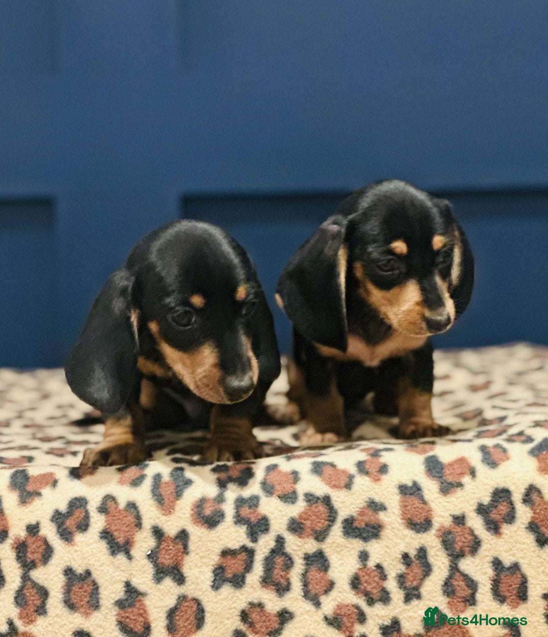 Miniature Dachshund dogs for sale: Short Haired Miniature Dachshunds - Image 13