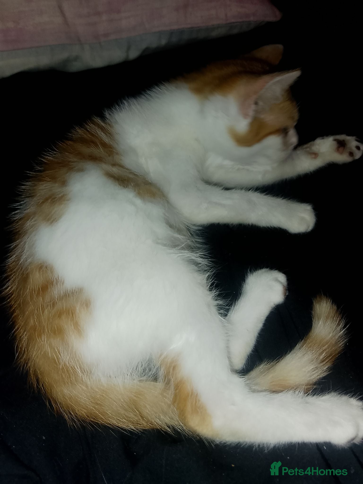 Mixed Breed cats 2 kittens for sale - Advert 1