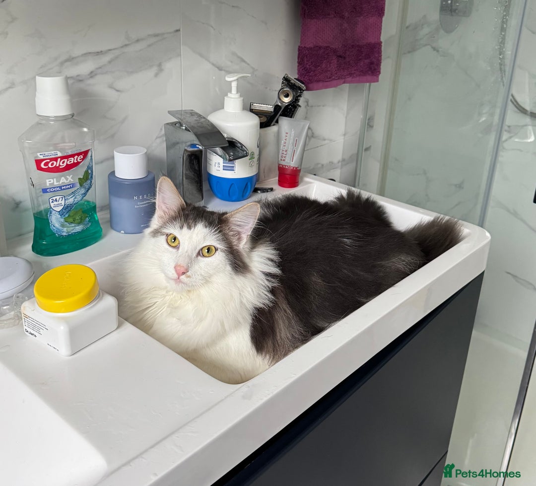 Mixed Breed cats for sale: Two lovely kittens looking for their forever home - Advert 10