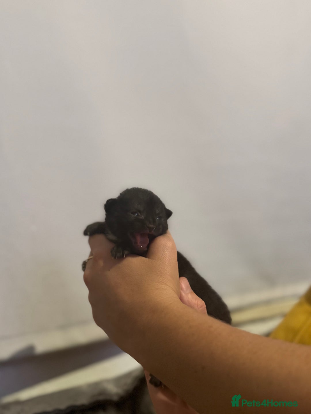 Mixed Breed cats for sale: Stunning, cuddly mixed breed kittens  - Image 6