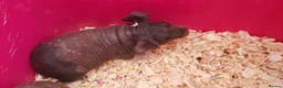 Guinea Pig rodents for sale: New Skinny Pigs Males and Females available now - Advert 17