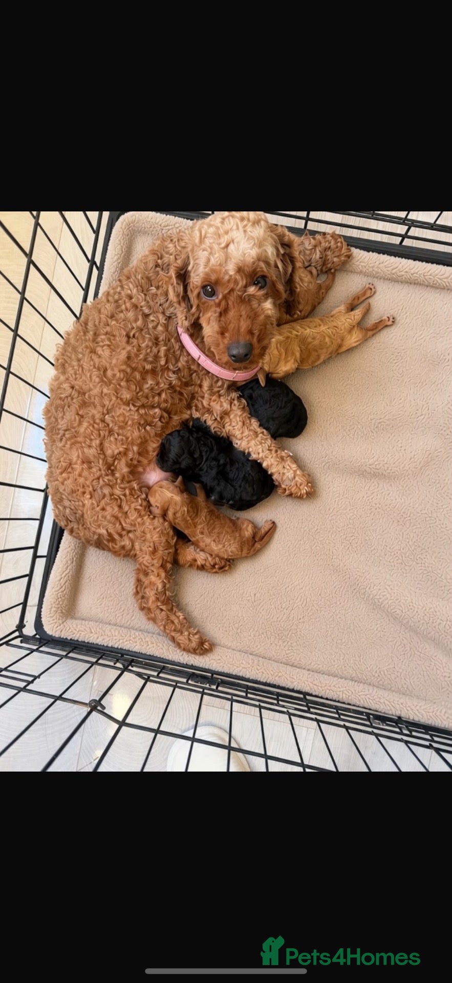 Mixed Breed dogs Adorable Asian poodle cross toy poodle  - Advert 1