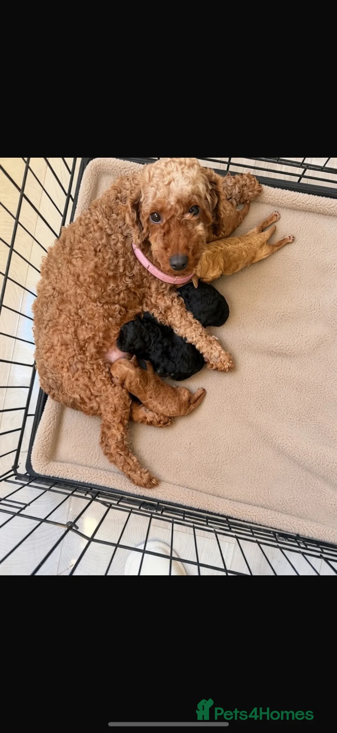 Mixed Breed dogs for sale: Adorable Asian poodle cross toy poodle  - Advert 1