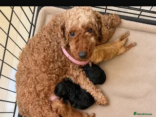 Poodle dogs Toy poodle x Asian poodle only 1 little boy left - Advert 2