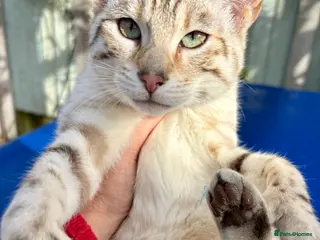 Keetso cats Superb wild looking snow leopard female - Advert 4
