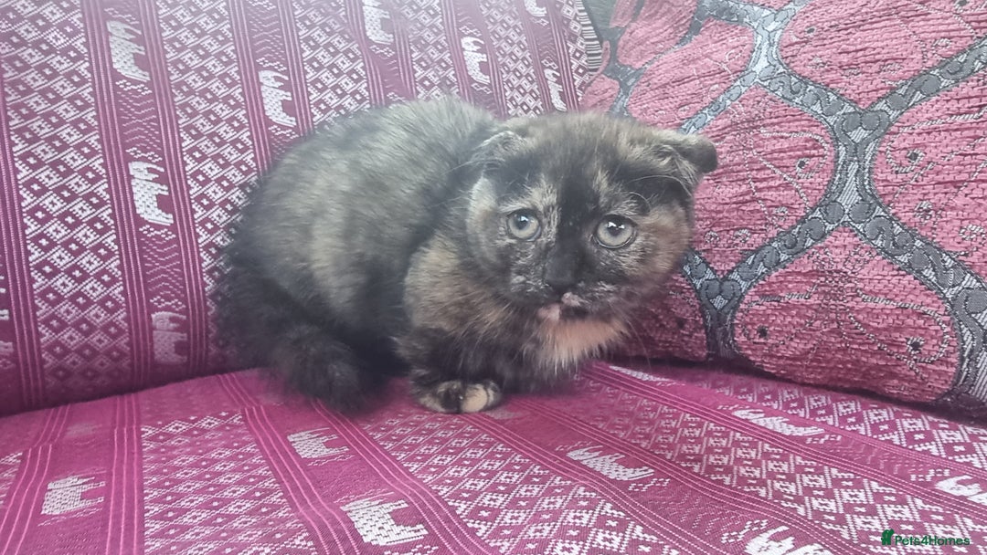 Munchkin cats for sale: Munchkin x Scottish Fold - Image 16