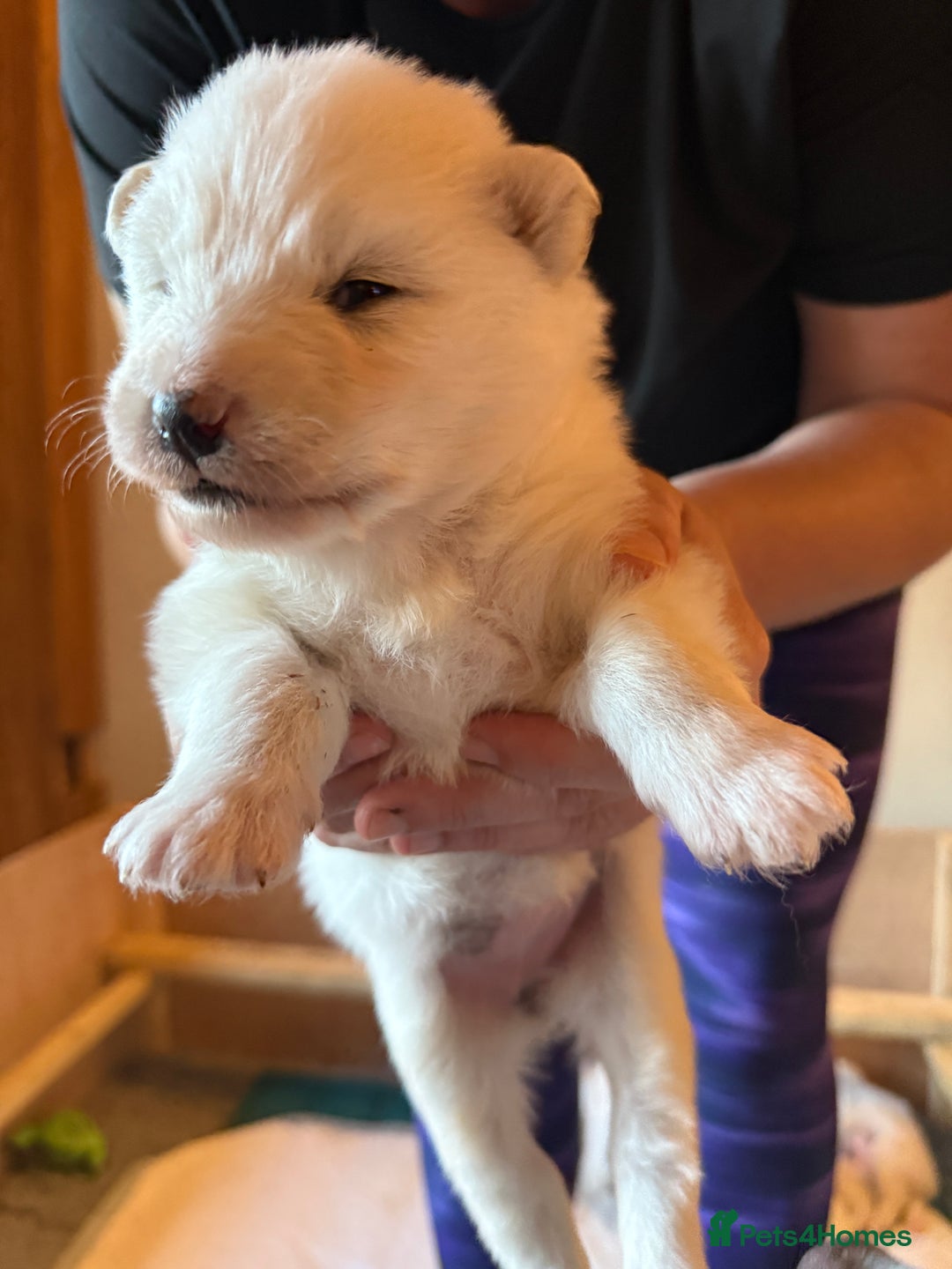 Samoyed dogs for sale: Gorgeous Samoyed Puppies  - Image 25