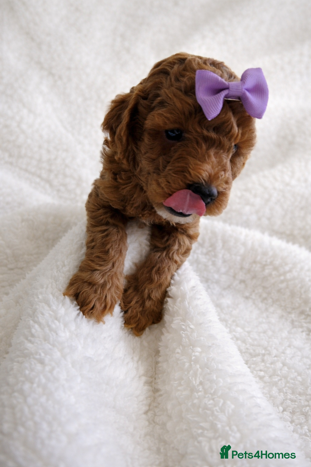 Cockapoo dogs for sale: Cockapoo Boys - Advert 4