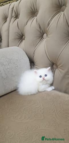 Persian cats  Beautiful Persian Kittens  - Advert 1