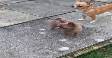 Chihuahua dogs - Advert 2
