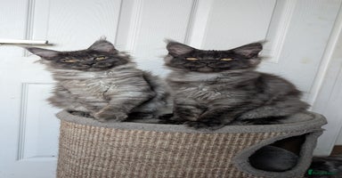Maine Coon cats - Advert 4