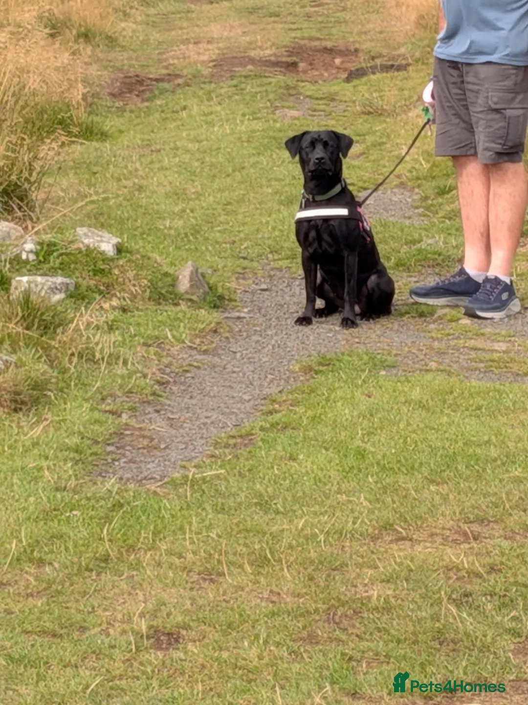 Mixed Breed dogs for sale: Change of circumstances  - Advert 2