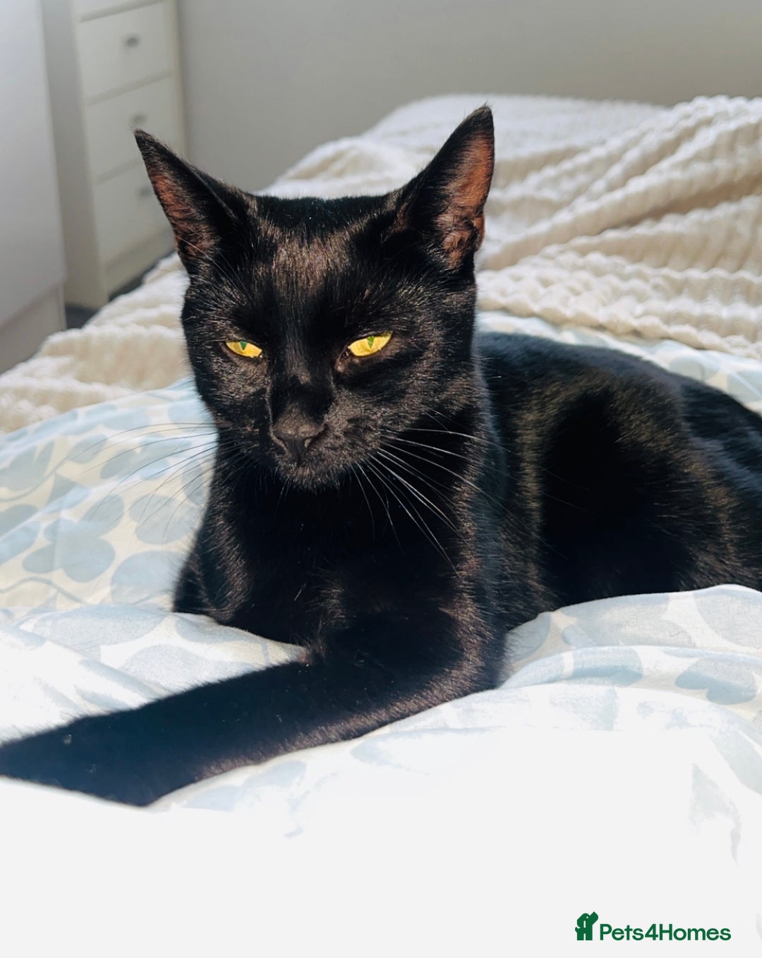 Domestic Shorthair cats for sale: Black Domestic Shorthair Kittens  - Advert 8