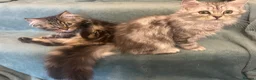 Persian cats for sale: 2 BOYS LEFT  - Advert 15
