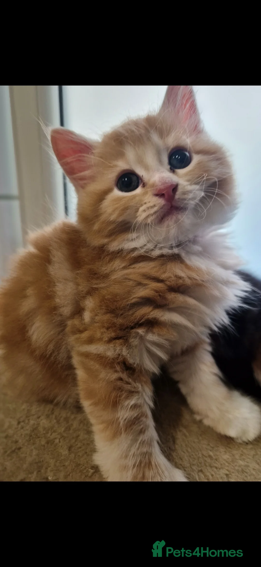 Mixed Breed cats for sale: Kittens   - Advert 2