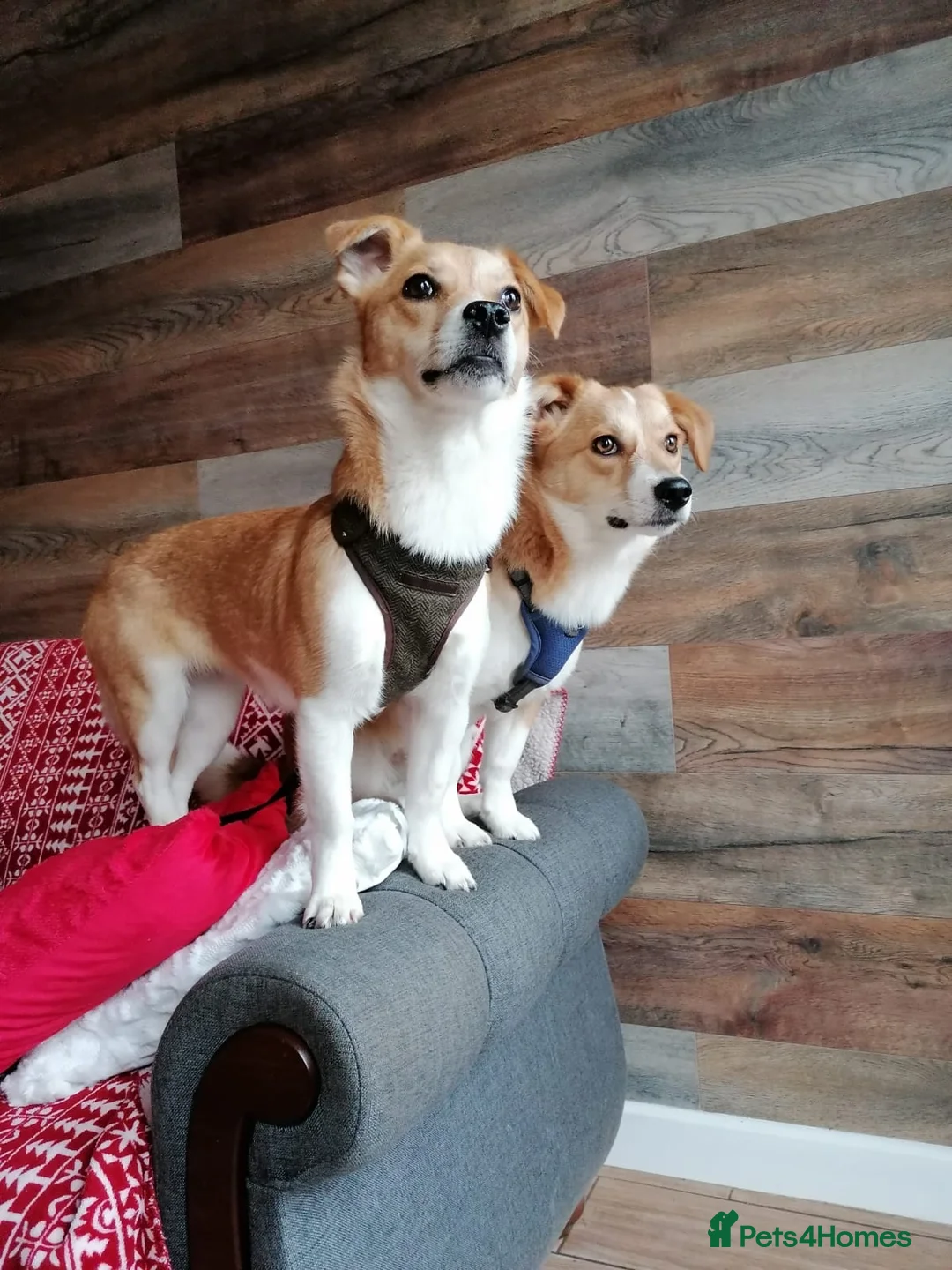 Mixed Breed dogs for adoption: ❤️MEYA & KALLIE❤️-SMALL SISTERS SEEK A KIND HOME - Advert 5