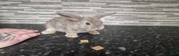Mini Lion Lop rabbits for sale: Lion lops - Advert 1