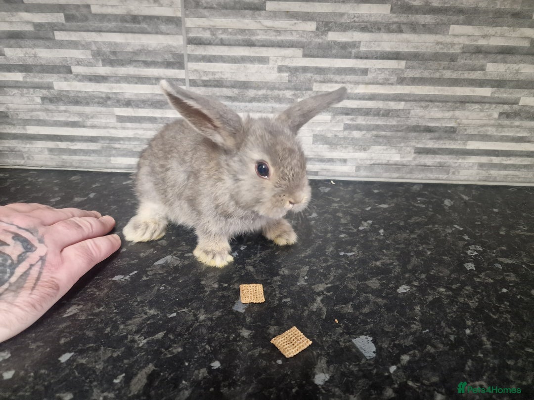 Mini Lion Lop rabbits for sale: Lion lops - Advert 1