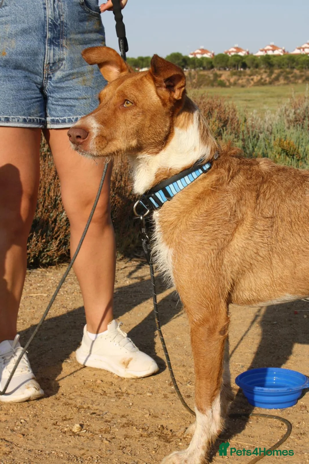 Portuguese Podengo dogs for adoption: 7 YEARS WAITING - FORGOTTEN DOGS - Advert 4