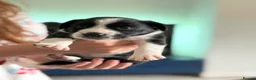 Mixed Breed dogs for sale: Springador puppies for sale.  - Advert 10