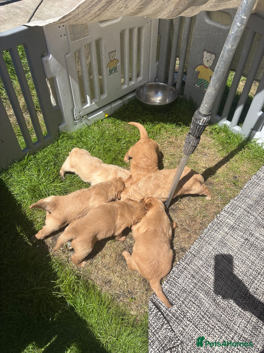 Golden Retriever dogs for sale: KC Registered Golden Retriever Puppies  - Image 7