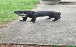Mixed Breed dogs for sale: Ready to collect – Cane Corso puppies  - Image 22