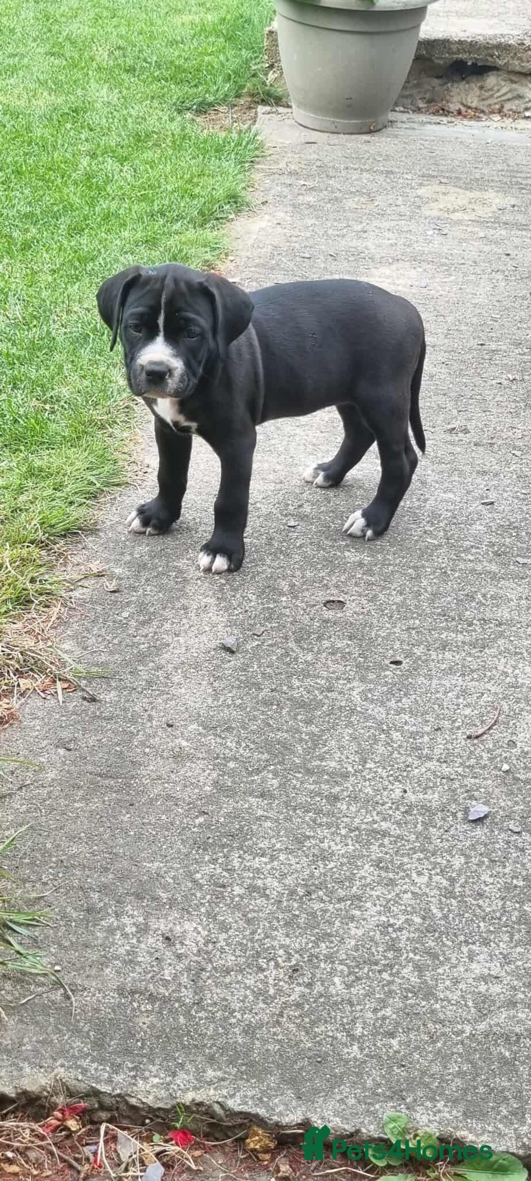 Mixed Breed dogs for sale: Ready to collect – Cane Corso puppies  - Image 22