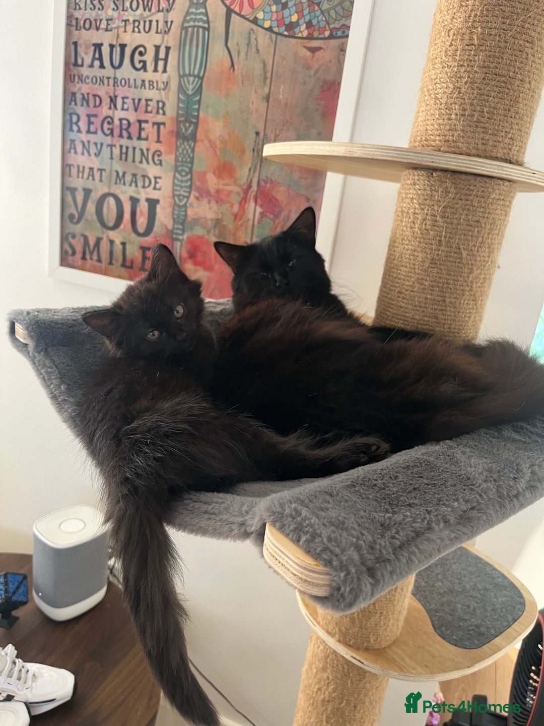 Mixed Breed cats for sale: 3 kittens for sale  - Image 5
