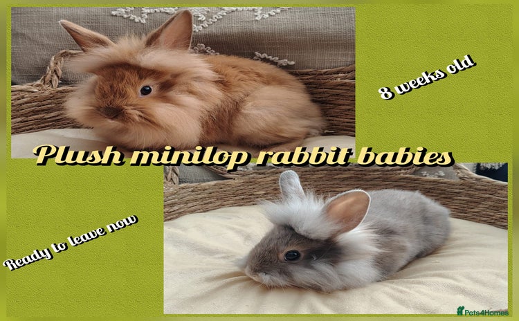Mini Lop rabbits Beautiful Mini plush lop babies  - Advert 10