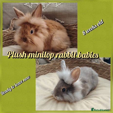 Mini Lop rabbits Beautiful Mini plush lop babies - Advert 11