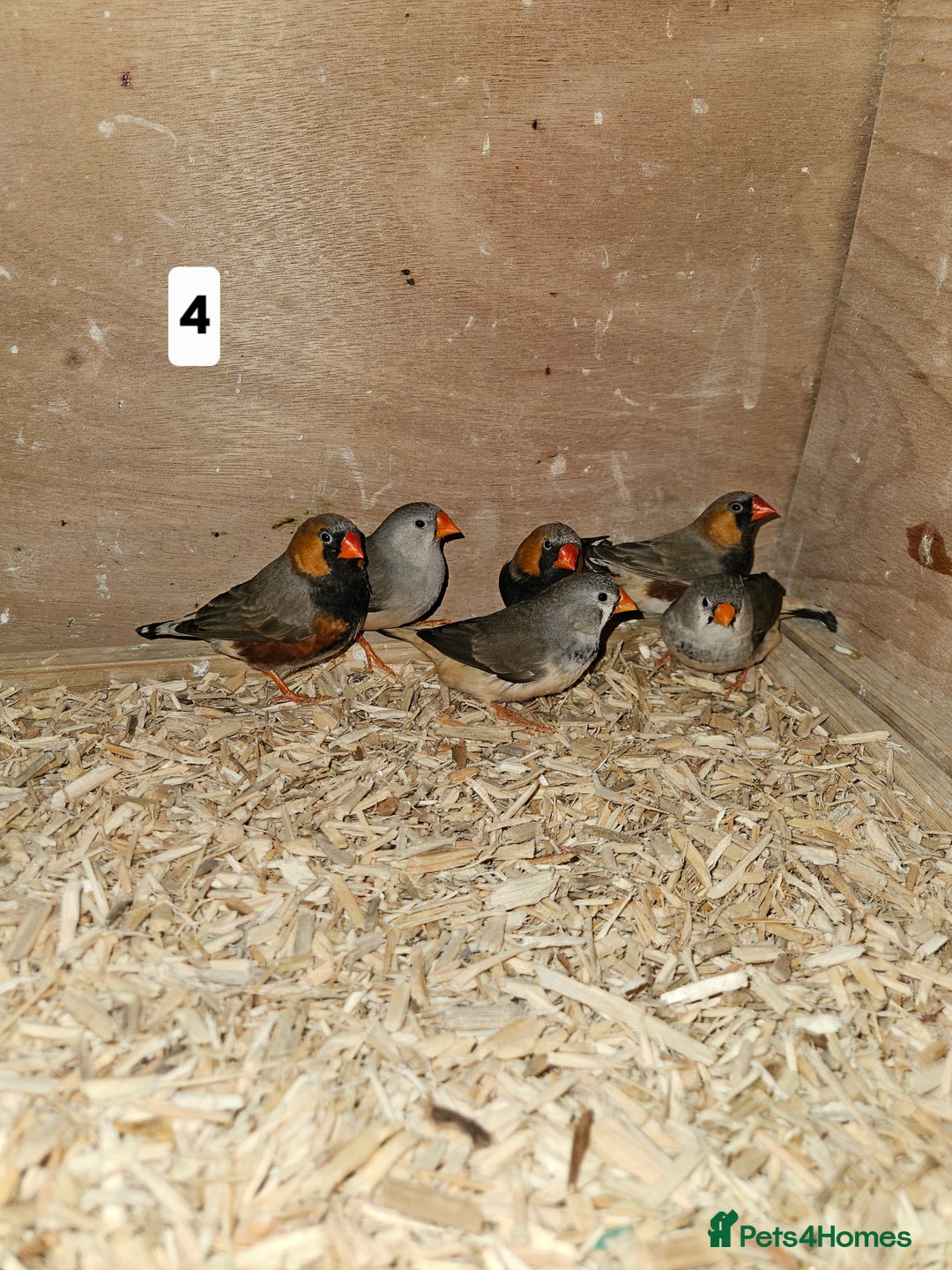 Finches birds for sale: Zebra finch   - Advert 8